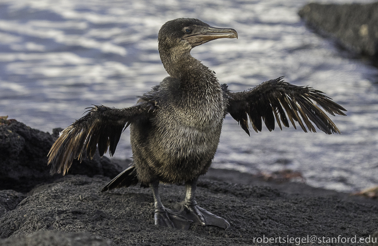 galapagos